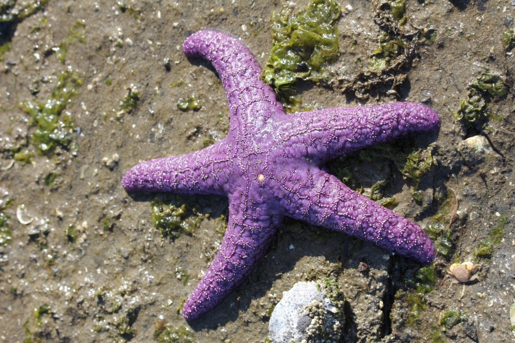 Purple Starfish (Ochre Sea Star)